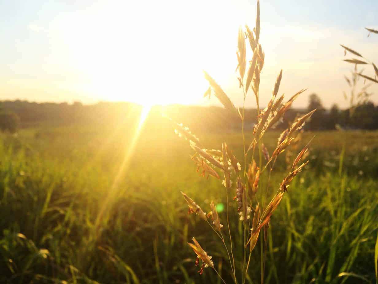 Photo of a sunlight in a field to illustrate hope. Therapy any and Counseling in Houston, Texas 77006