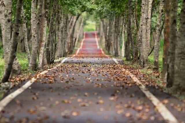 Photo of a pathway through trees to illustrate the different counseling services and therapy in Houston, Texas 77006