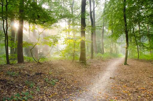 Photo of pathway in woods to illustrate walk and talk therapy in Houston, Texas 77006