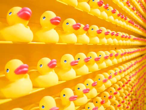 Image of ducks in a row to show obsessive compulsive disorder treatment in Houston, Texas