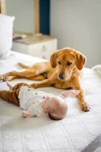 Image of a dog with a baby to illustrate adjusting to baby with a pet . Photo by Jennifer Kalenberg on Unsplash