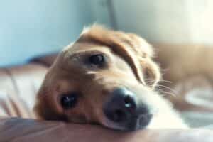 Photo of dog looking sad to illustrate how your relationship can change with your pet postpartum. Photo by REGINE THOLEN on Unsplash